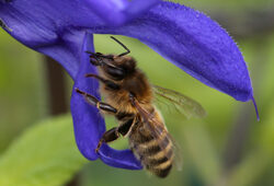 Abeille Sauge Mioulane NewsJardinTV Jardimiou NPM 914377650