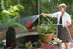 Arrosage Fougere Mioulane NewsJardinTV Jardimiou NPM 84946064