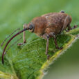 Balanin noisettes Fauna