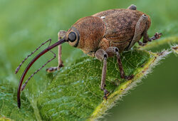 Balanin noisettes Fauna