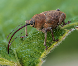 Balanin noisettes Fauna