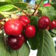 Cerise Burlat Mioulane NewsJardinTV Jardimiou IMG 5185