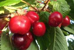 Cerise Burlat Mioulane NewsJardinTV Jardimiou IMG 5185