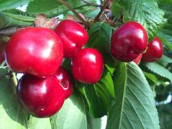 Cerise Mioulane NewsJardinTV Jardimiou IMG 5184