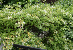 Chevrefeuille Mioulane NewsJardinTV Jardimiou NPM 84955149