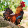 Coq Chanteur Fauna