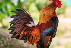 Coq Chanteur Fauna