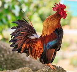 Coq Chanteur Fauna