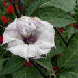 Datura stramonium Mioulane NewsJardinTV Jardimiou NPM 070827202