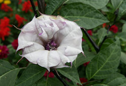 Datura stramonium Mioulane NewsJardinTV Jardimiou NPM 070827202