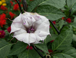 Datura stramonium Mioulane NewsJardinTV Jardimiou NPM 070827202
