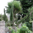 Echium pininnana Mioulane NewsJardinTV Jardimiou NPM 850280026