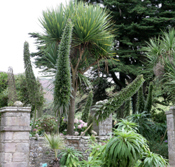 Echium pininnana Mioulane NewsJardinTV Jardimiou NPM 850280026