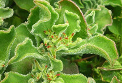 Ficoide glaciale Flora