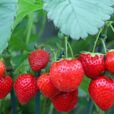 Fraise Mioulane NewsJardinTV NPM 2507523231