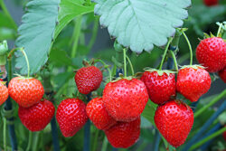 Fraise Mioulane NewsJardinTV NPM 2507523231