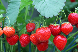 Fraise Mioulane NewsJardinTV NPM 2507523231