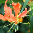 Gloriosa Mioulane NewsJardinTV NPM 2507523328