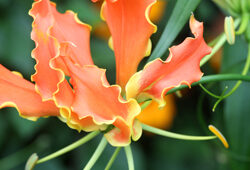 Gloriosa Mioulane NewsJardinTV NPM 2507523328