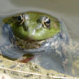 Grenouille Mioulane NewsJardinTV NPM 2707523024