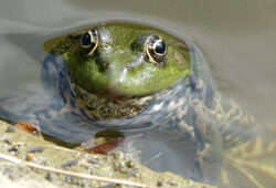 Grenouille Mioulane NewsJardinTV NPM 2707523024