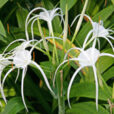 Hymenocallis Ismene Mioulane NewsJardinTV Jardimiou NPM20080121 71