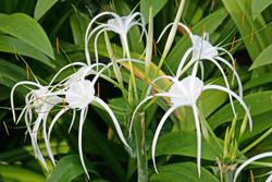 Hymenocallis Ismene Mioulane NewsJardinTV Jardimiou NPM20080121 71