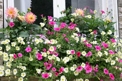 Jardiniere Petunias Mioulane NewsJardinTV Jardimiou NPM 85019010
