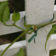 Palissage jasmin Mioulane NewsJardinTV Jardimiou 65232251