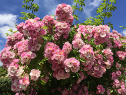 Rosa Blush Rambler Mioulane NewsJaridnTV Jardimiou IMG 5345