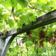 Vigne Mioulane NewsJardinTV Jardimiou NPM90001197