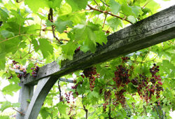Vigne Mioulane NewsJardinTV Jardimiou NPM90001197