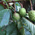 Aesculus hippocastanum marronnier Mioulane NewsJardinTV Jardimiou IMG 5600