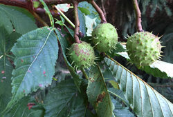 Aesculus hippocastanum marronnier Mioulane NewsJardinTV Jardimiou IMG 5600