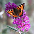 Aglais urticae Buddleia Mioulane NewsJardinTV Jardimiou NPM 850277295
