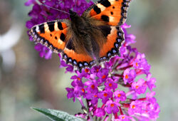Aglais urticae Buddleia Mioulane NewsJardinTV Jardimiou NPM 850277295