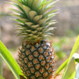Ananas sativus fruit Mioulane NewsJardinTV Jardimiou 8862214