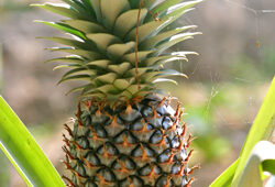 Ananas sativus fruit Mioulane NewsJardinTV Jardimiou 8862214