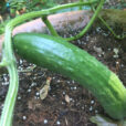 Concombre Pot Mioulane NewsJardinTV Jardimiou IMG 5629