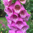 Digitalis purpurea Mioulane NewsJardinTV Jardimiou IMG 5303