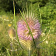 Dipsacus fullonum CardereMioulane NewsJardinTV Jardimiou IMG 5602