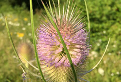 Dipsacus fullonum CardereMioulane NewsJardinTV Jardimiou IMG 5602