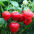 Fraise Sonata Mioulane NewsJardinTV NPM 2507523235