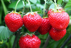 Fraise Sonata Mioulane NewsJardinTV NPM 2507523235