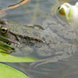 Grenouille Verte Mioulane NewsJardinTV Jardimiou NPM 2307515790