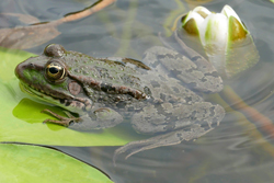 Grenouille Verte Mioulane NewsJardinTV Jardimiou NPM 2307515790