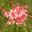 Grevillea rosmarinifolia Wiki