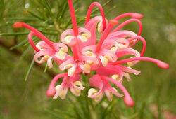 Grevillea rosmarinifolia Wiki