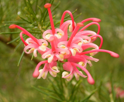 Grevillea rosmarinifolia Wiki