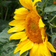 Helianthus Tournesol Mioulane NewsJardinTV Jardimiou NPM 850445014